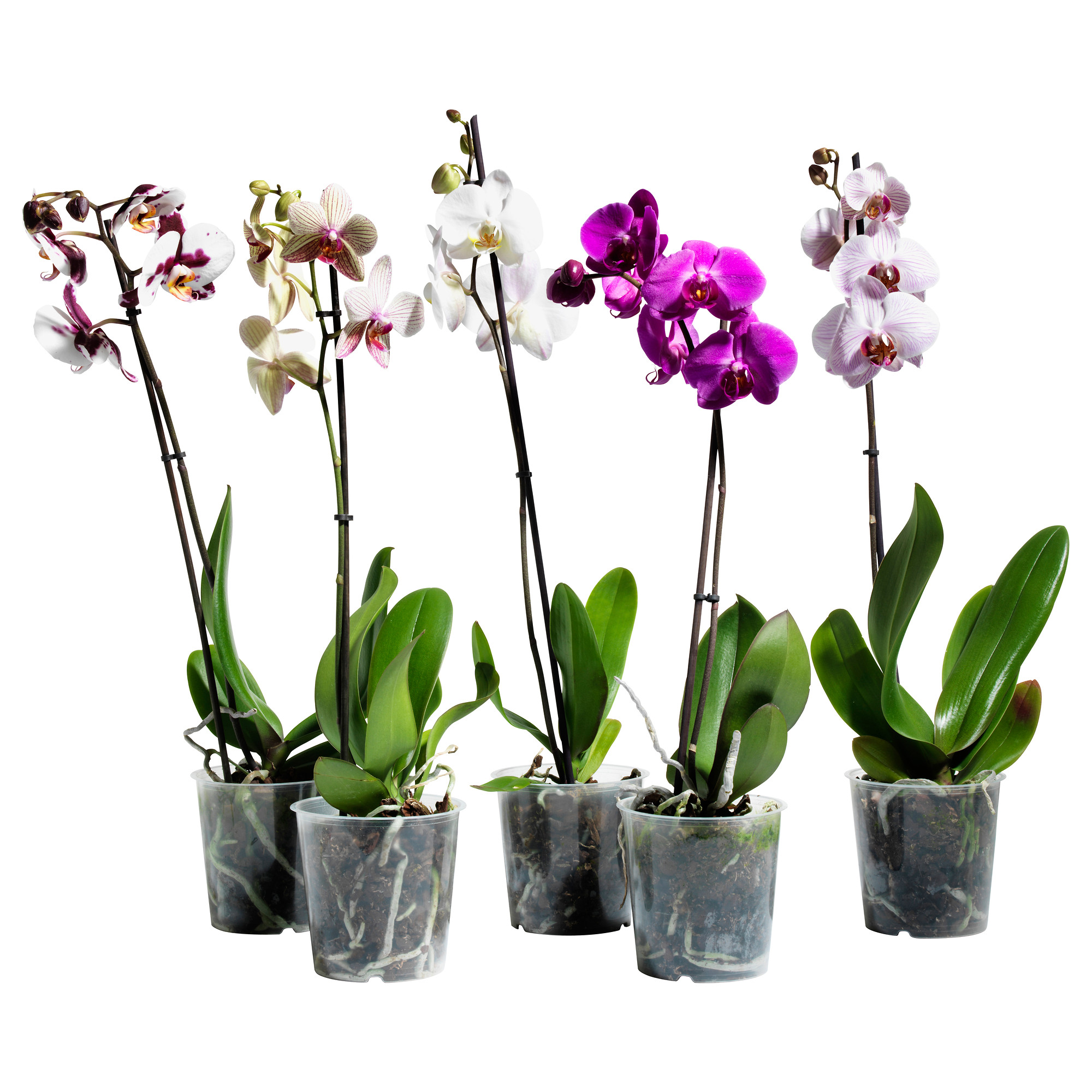 Купить цветы орхидеи в горшке. Орхидея фаленопсис. Фаленопсис d12 h60. Фаленопсис d12. Фаленопсис микс d12 h40.
