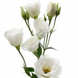 eustoma3