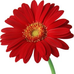 gerbera-krasnaya